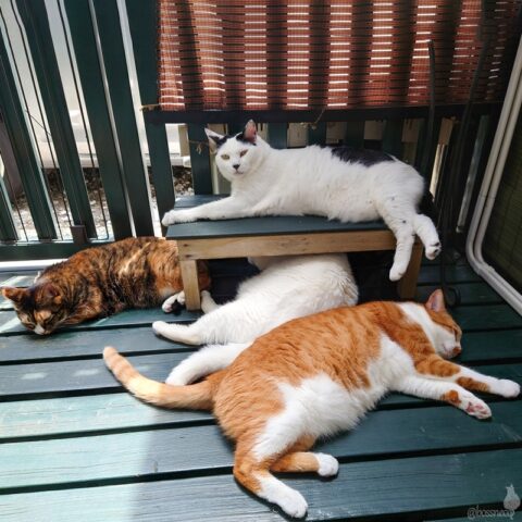 coco & fumi & Lin & Ryu