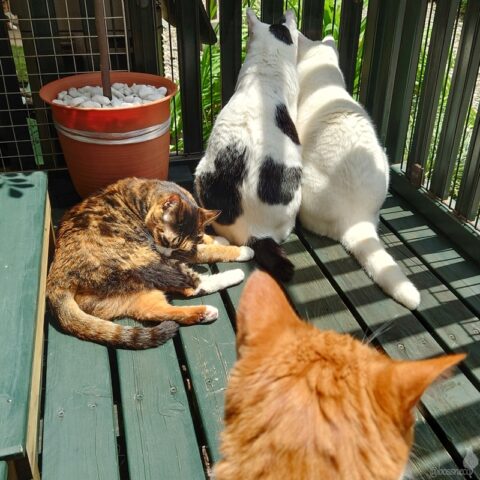 coco & fumi & Lin & Ryu