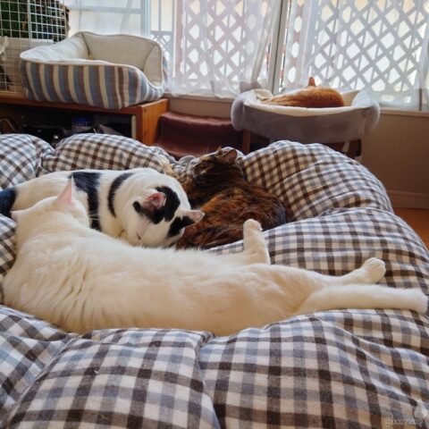 coco & fumi & Lin & Ryu