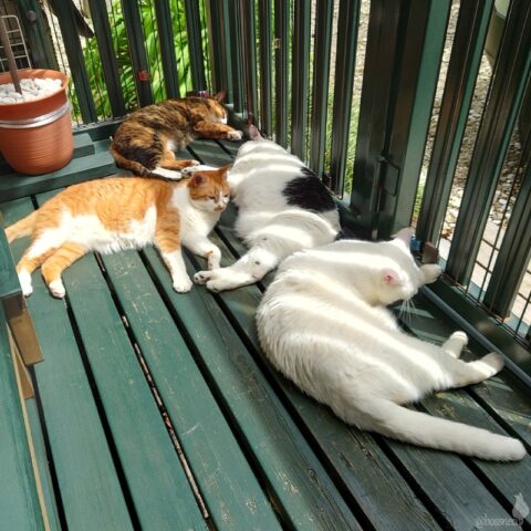 coco & fumi & Lin & Ryu