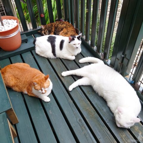 coco & fumi & Lin & Ryu