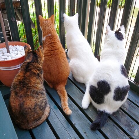 coco & fumi & Lin & Ryu