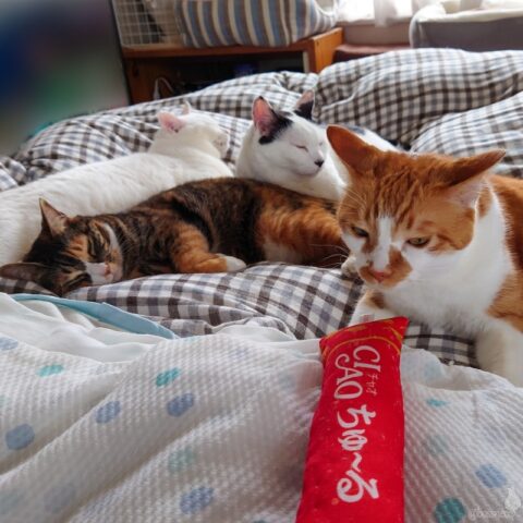 coco & fumi & Lin & Ryu