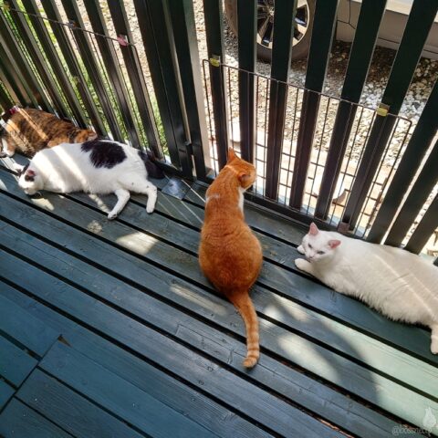 coco & fumi & Lin & Ryu