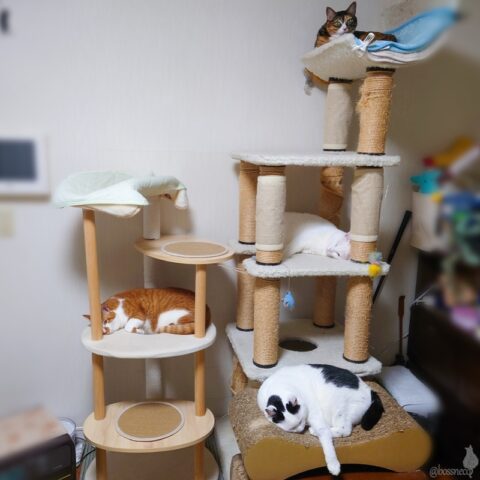 coco & fumi & Lin & Ryu