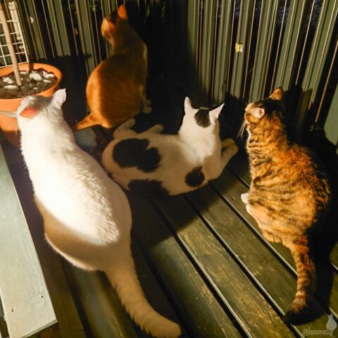 coco & fumi & Lin & Ryu