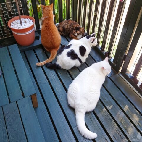 coco & fumi & Lin & Ryu