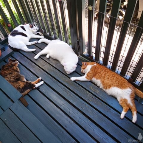 coco & fumi & Lin & Ryu