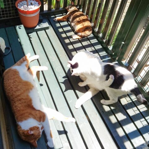 coco & fumi & Lin & Ryu