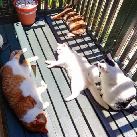 coco & fumi & Lin & Ryu