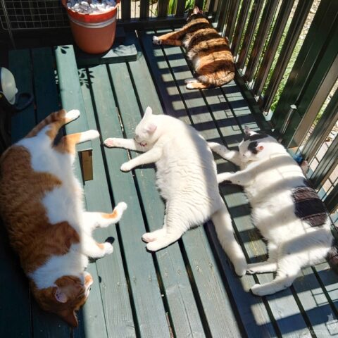 coco & fumi & Lin & Ryu