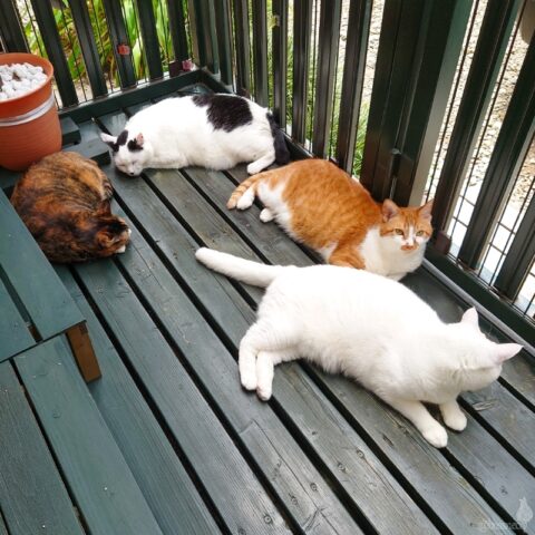 coco & fumi & Lin & Ryu