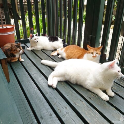 coco & fumi & Lin & Ryu