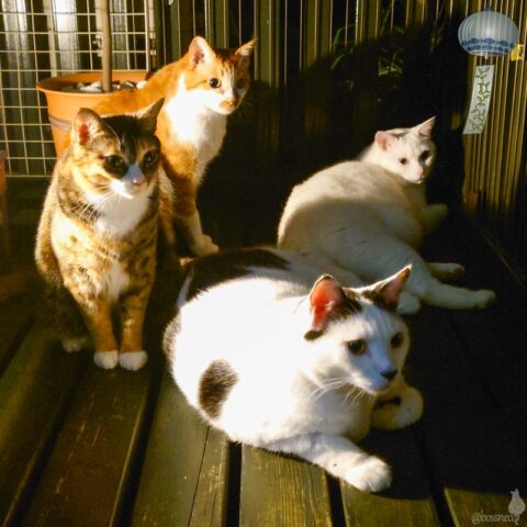 coco & fumi & Lin & Ryu