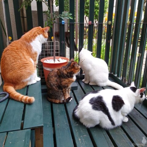 coco & fumi & Lin & Ryu