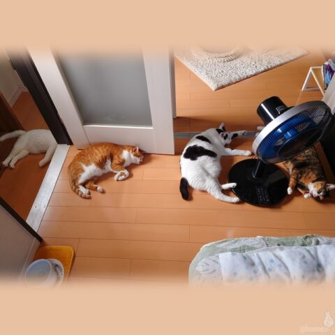 coco & fumi & Lin & Ryu