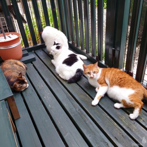 coco & fumi & Lin & Ryu