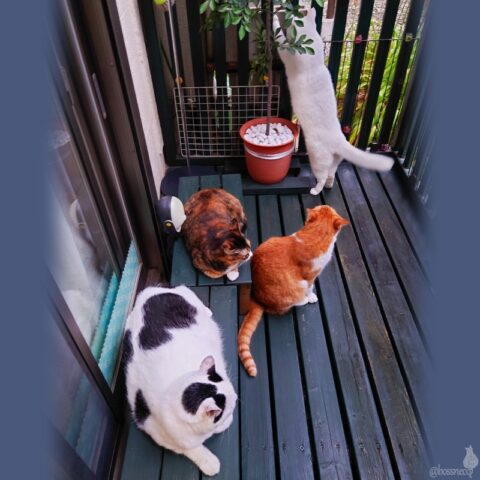 coco & fumi & Lin & Ryu