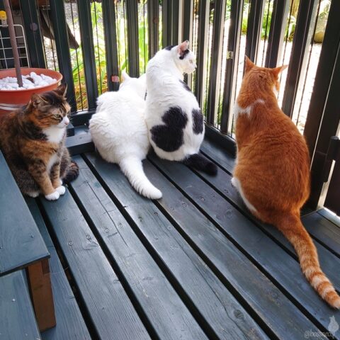 coco & fumi & Lin & Ryu