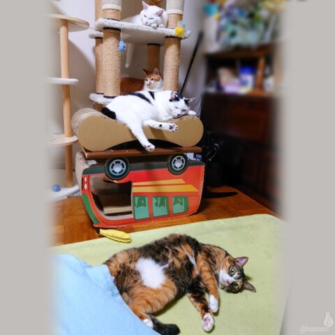 coco & fumi & Lin & Ryu