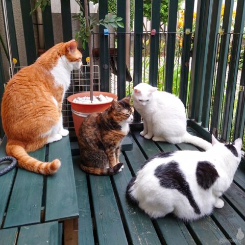 coco & fumi & Lin & Ryu