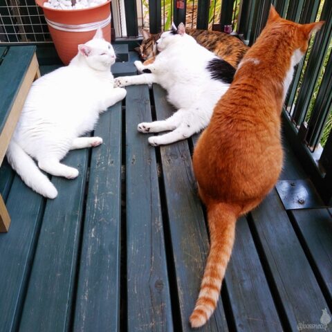 coco & fumi & Lin & Ryu