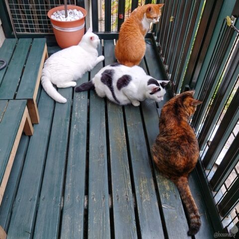 coco & fumi & Lin & Ryu