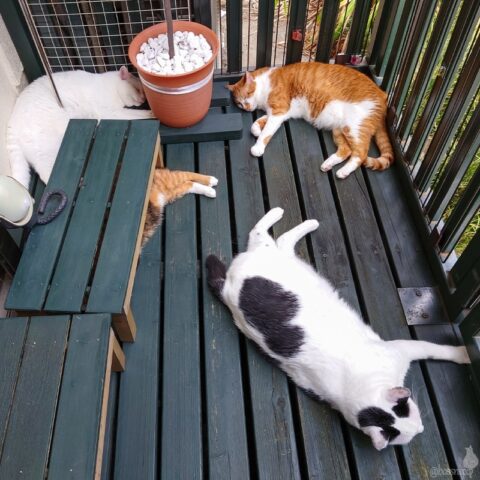 coco & fumi & Lin & Ryu