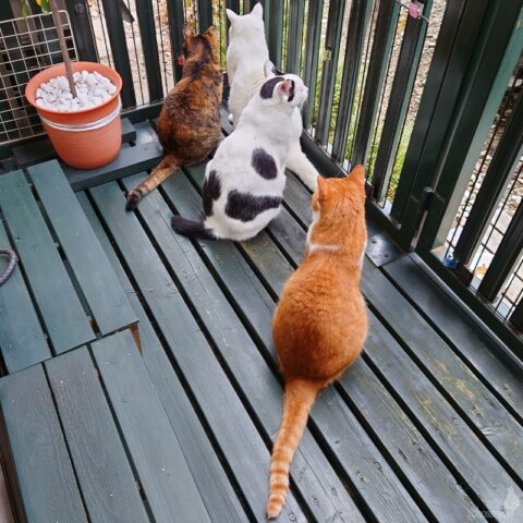 coco & fumi & Lin & Ryu