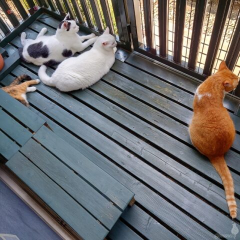 coco & fumi & Lin & Ryu