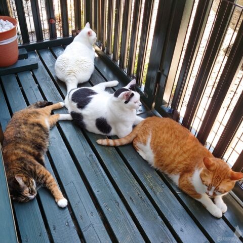 coco & fumi & Lin & Ryu