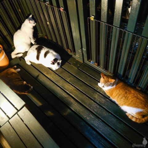 coco & fumi & Lin & Ryu