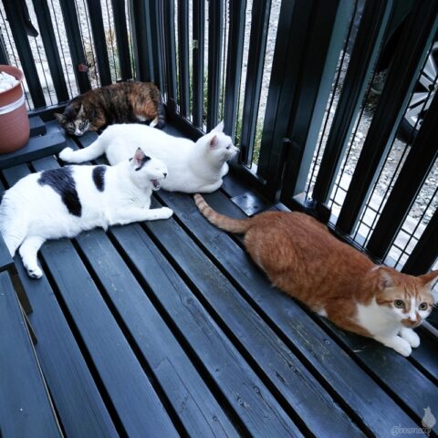 coco & fumi & Lin & Ryu