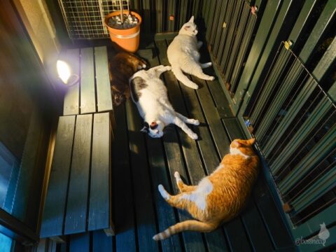 coco & fumi & Lin & Ryu