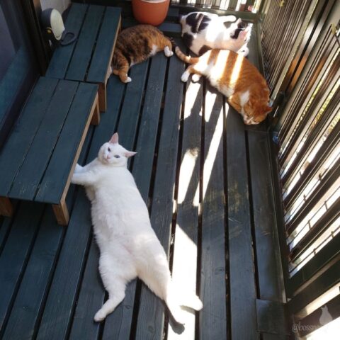 coco & fumi & Lin & Ryu