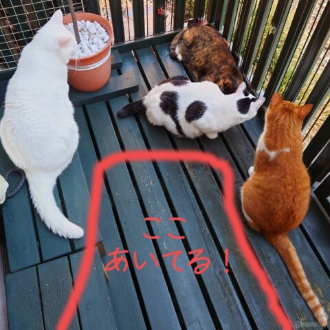 coco & fumi & Lin & Ryu