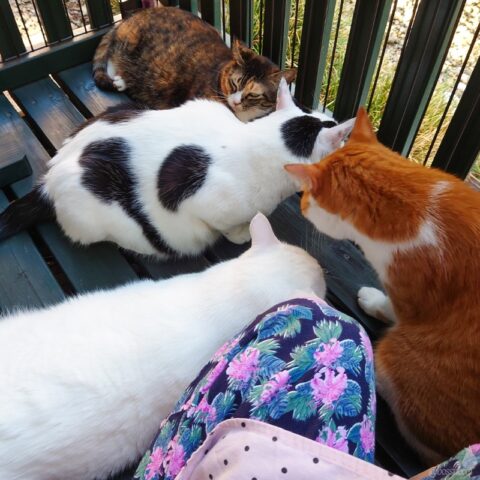 coco & fumi & Lin & Ryu