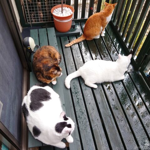 coco & fumi & Lin & Ryu