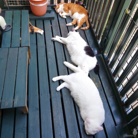 coco & fumi & Lin & Ryu