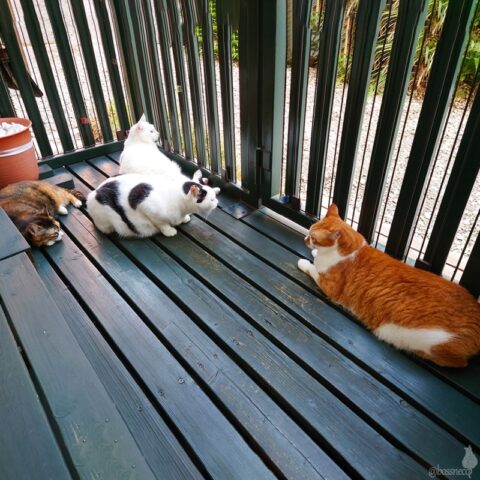 coco & fumi & Lin & Ryu