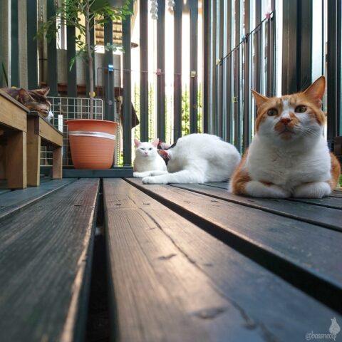 coco & fumi & Lin & Ryu