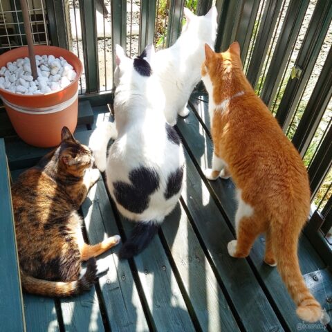 coco & fumi & Lin & Ryu