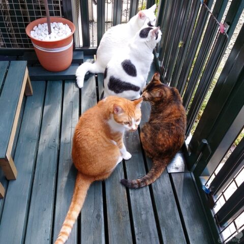 coco & fumi & Lin & Ryu