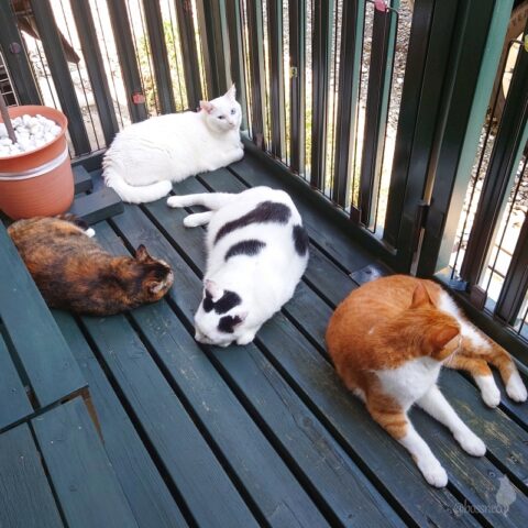 coco & fumi & Lin & Ryu