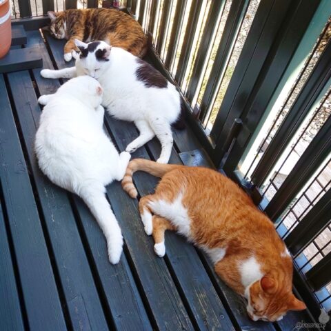 coco & fumi & Lin & Ryu