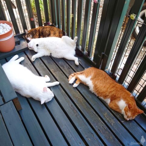 coco & fumi & Lin & Ryu