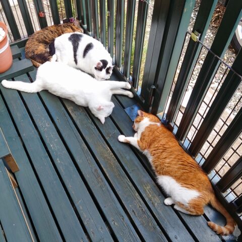 coco & fumi & Lin & Ryu