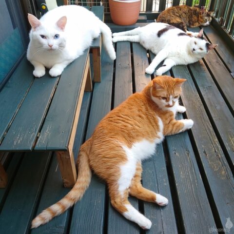 coco & fumi & Lin & Ryu