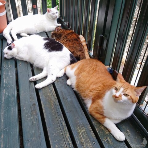 coco & fumi & Lin & Ryu