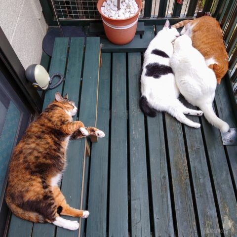 coco & fumi & Lin & Ryu